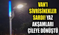 Van'ı sivrisinekler sardı! Yaz akşamları çileye dönüştü