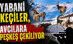 Yabani keçiler, avcılara peşkeş çekiliyor