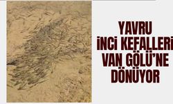 Yavru inci kefalleri Van Gölü’ne dönüyor