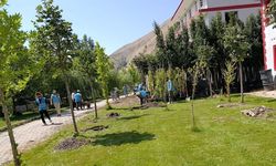 Bahçesaray’da ıhlamur ağaçları toprakla buluşuyor