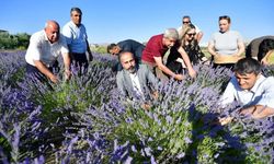 Van YYÜ Tıbbi ve Aromatik Bitkiler Bahçesi’nde hasat bayramı