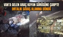 Van’a gelen araç koyun sürüsüne çarptı! Ortalık savaş alanına döndü