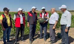 Van’da sarı karpuz hasadı gerçekleştirildi