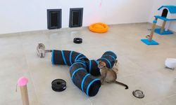 Van’da yeni kedi evi hizmete açıldı