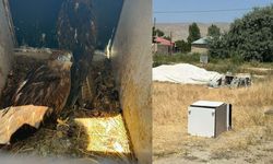 Van’da yırtıcı kuş besleyen şahsa 400 bin TL para cezası!