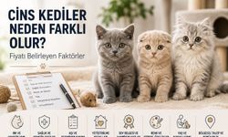 Cins Kediler Neden Farklı Fiyatlarda? Fiyatı Belirleyen Faktörler