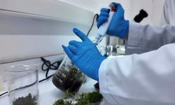 Gıdalarda aroma dönemi değişiyor: Yeni kurallar resmen yürürlükte