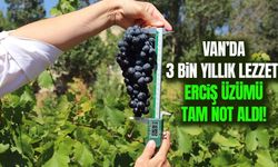 Van’da 3 bin yıllık lezzet: Erciş üzümü tam not aldı!