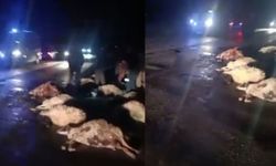 Van'da askeri araç koyun sürüsüne çarptı!