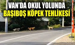 Van’da okul yolunda başıboş köpek tehlikesi