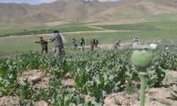 Afganistan'da 3 bin dönümden fazla haşhaş ekili alan yok edildi