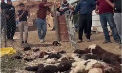 İşgal rejimi Filistinlilerin hayvanlarına saldırıyor! 30 koyun telef oldu.