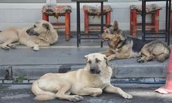 Sokak hayvanları derneklerinin mali işlemlerinde usulsüzlük tespiti