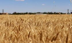 TİGEM, 4 bin 427 ton buğdayı satışa sunuyor