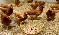 Türkiye’de tavuk eti ve yumurta üretimi ağustosta arttı
