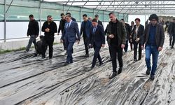 Van’da 200 çilek serası kurulacak