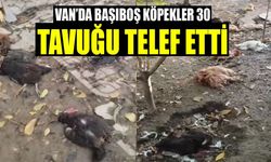 Van’da başıboş köpekler 30 tavuğu telef etti