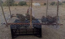 Van’da yasadışı kafes avcılığına geçit verilmedi