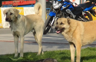 Cumhurbaşkanı Erdoğan'a 'sokak köpeği sorununa çözüm' çağrısı