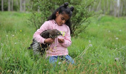 Van'da minik Betül'ün yaralı halde bulduğu arı şahini tedavi altına alındı