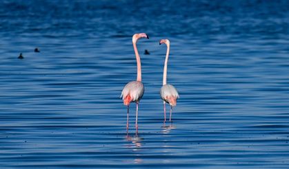 Van Gölü kıyılarında ötücü kuğular ile flamingoların renkli yaşamı