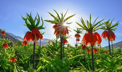 Van'da açan ters laleler doğayı süsledi