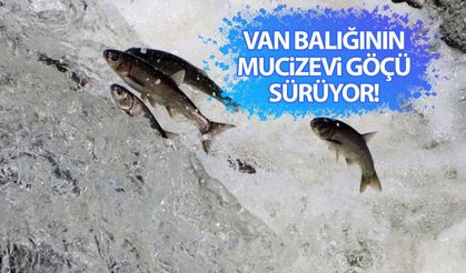 Van balığının mucizevi göçü sürüyor!