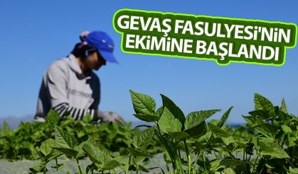 Van'da Gevaş Fasulyesi'nin ekimine başlandı