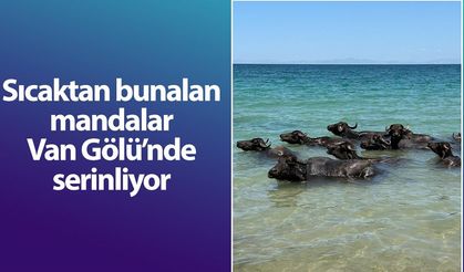Sıcaktan bunalan mandalar Van Gölü’nde serinliyor
