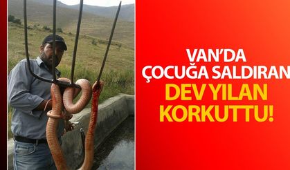 Van’da çocuğa saldıran dev yılan paniğe yol açtı!