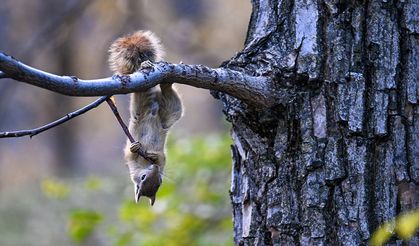 Van’ın sevimli sakinleri: Sincaplar