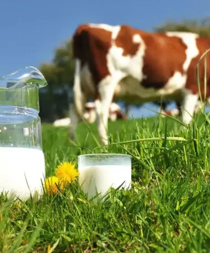 Ticari süt işletmelerince 897 bin ton inek sütü toplandı