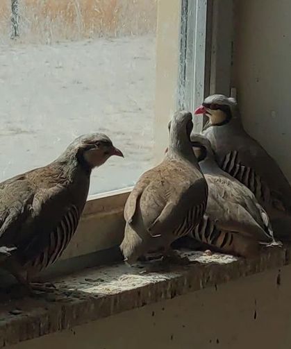 Van’da avlanırken canlı yayın açan şahıslara büyük ceza!