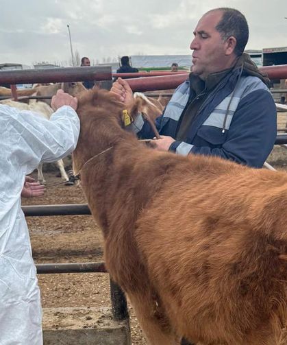 Van’da canlı hayvan pazarı denetlendi