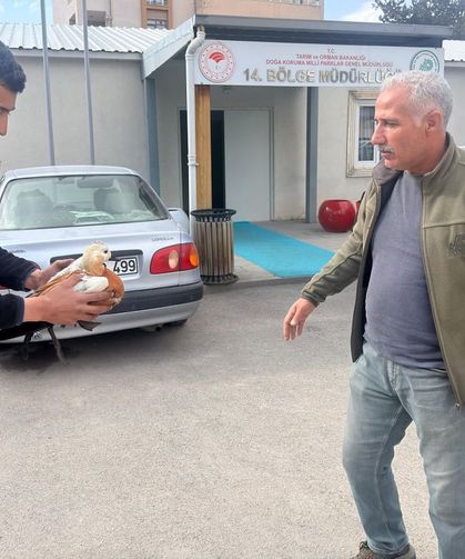 Van’da yaralı bulunan yabani ördek DKMP’ye teslim edildi