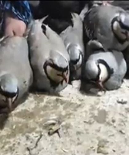 Van’da yasa dışı avlanma yapan şahıs tespit edildi