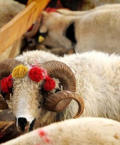 2026 yılı kurban kurban kesim bedelleri belli oldu: Son gün 27 Mayıs