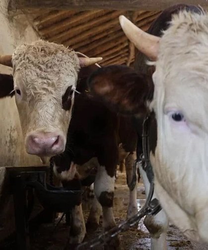 Bakanlıktan vatandaşlara kurbanlık uyarısı!