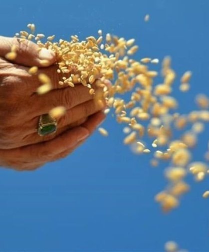 Küresel gıda alarmı! Risk büyüyor