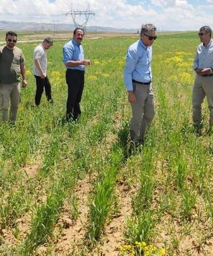 Başkale’de yeni buğday çeşitleri yakından takip ediliyor
