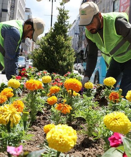 Van’da 17 bin adet mevsimlik çiçek dikildi
