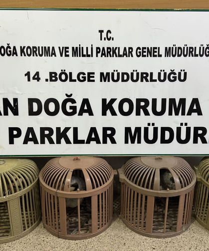 Van’da kafes avcılığına geçit yok: Kaçak avcıya ağır ceza