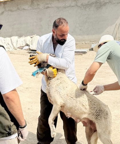 Edremit'te 12 köpek kimliklendirildi