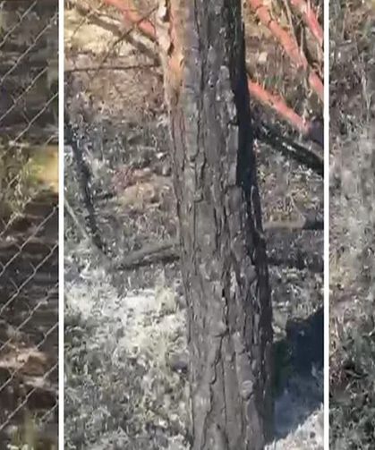 Van Et Süt Kurumu bahçesinde yangın: Çok sayıda ağaç zarar gördü