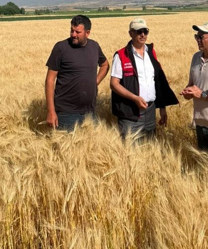 Van'da sertifikalı tohum ekili alanlarda yerinde denetim