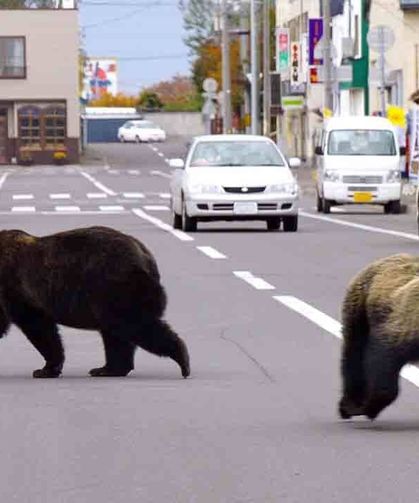Japonya’da ayı alarmı :14 binden fazla ayı öldürüldü