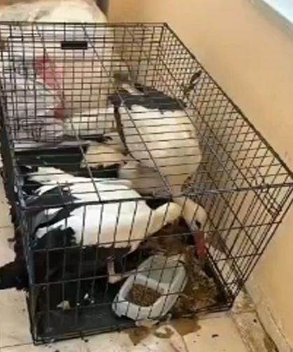 Van’da bitkin halde bulunan leylekler tedavi edilerek doğaya salındı