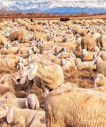 Çiftçilere 1,36 milyar liralık destek ödemesi