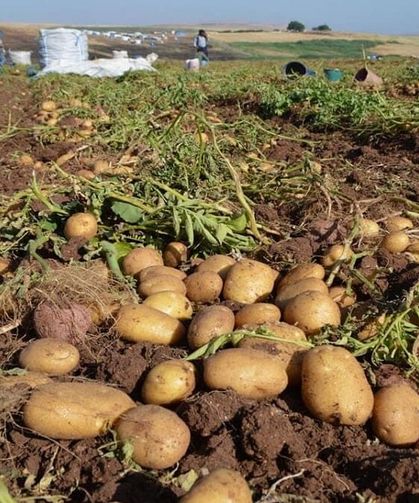 Tarımsal desteklerde yeni artış: Üreticiye daha fazla destek