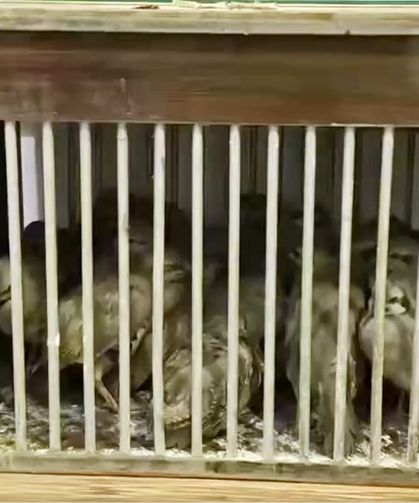 Van’da yasa dışı kafes avcılığına müdahale: 21 kınalı keklik ele geçirildi